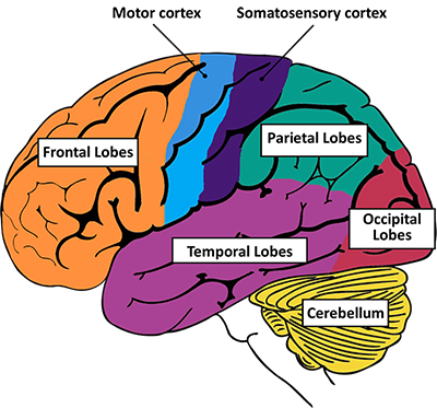 main parts of the brain