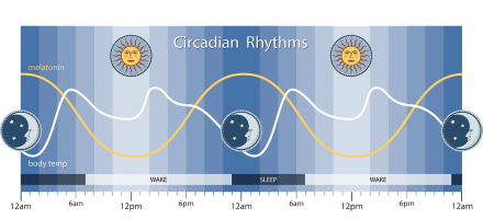 Sleep Circadian Rhythym chart displaying the body's biological clock based on a 24-hour day and controls most circadian rhythms.