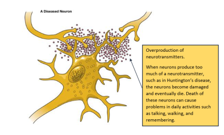 neurons