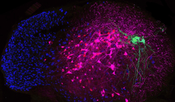 Traced premotor neurons (red), motoneurons (green), and all neuron nuclei (blue) in a transverse section of mouse spinal cord