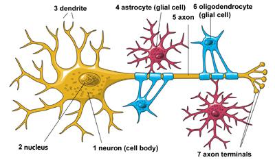 nerve cell diagram for kids
