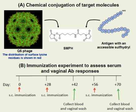 Diagram summarizing chemical conjugation of target molecules and immunization experiment