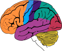 Brain Anatomy model simple Quiz