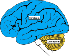 brain cerebrum cerebellum