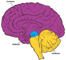 Brain Anatomy and How the Brain Works