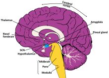 Brain diagram displaying the ten structures within the brain are involved with sleep.