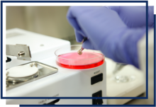 a scientist putting a tissue sample into a petri dish