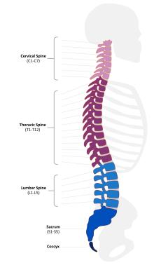 Spinal Cord Injury | National Institute of Neurological Disorders and ...